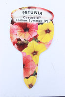 Petunia Cascadia Indian Summer (Trailing) Plug