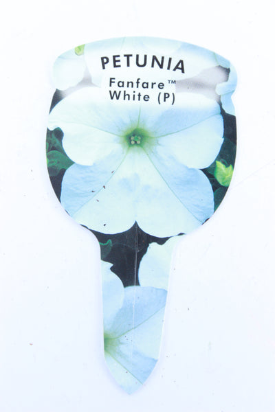 Petunia Fanfare White (Trailing) Plug