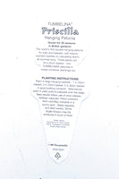Petunia Double Tumbelina Priscilla (Trailing) Plug