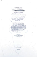 Petunia Double Tumbelina Susanna (Trailing) Plug