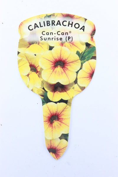 Calibrachoa Can Can Sunrise (Trailing) 9cm Pot