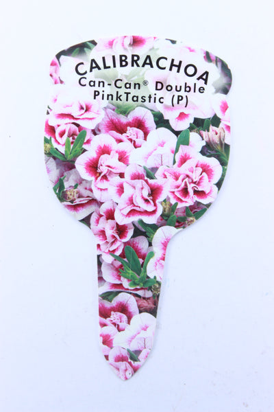 Calibrachoa Double Can Can Pinktastic (Trailing) Plug
