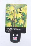 ERYTHRONIUM PAGODA 1.5L