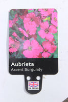 AUBRIETA AXCENT BURGUNDY 1L