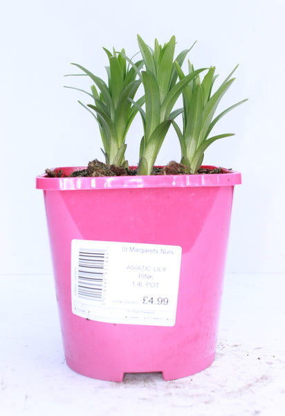 LILIES EASY START ASIATIC PINK 1.4 L