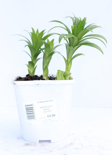 LILIES EASY START ASIATIC WHITE 1.4L
