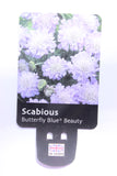 SCABIOUS BUTTERFLY BLUE BEAUTY (PROTECTED) 1.5L