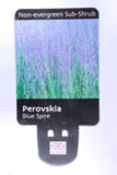 PEROVSKIA ATRIPLICIFOLIA BLUE SPIRE 3L