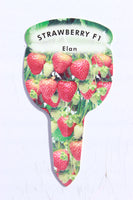 Strawberry Elan (Trailing) Plug