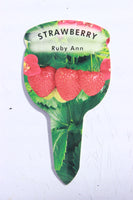 Strawberry Ruby Ann (Trailing) 9cm Pot