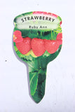 Strawberry Ruby Ann (Trailing) 9cm Pot