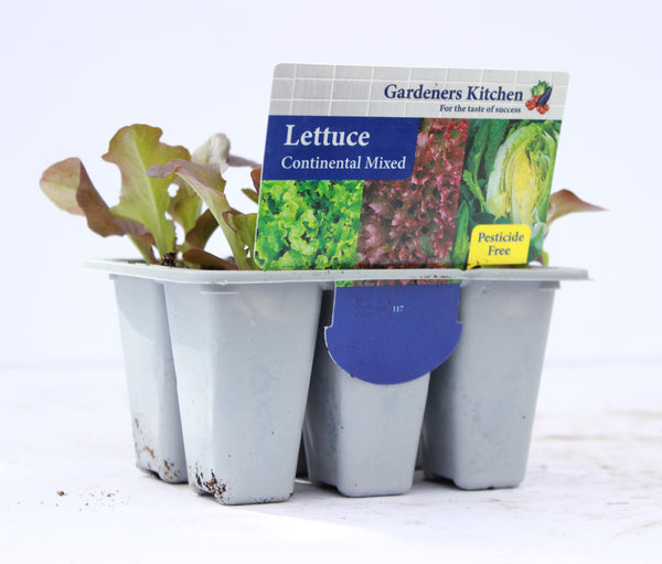 LETTUCE - MIXED RED 6-pack