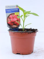 SWEET RED PEPPER - LUNCH BOX 9cm pot