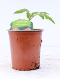 Tomato Moneymaker 9cm pot