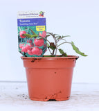 TOMATO - BUSH/TUMBLING TOM RED