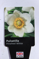 PULSATILLA PINWHEEL WHITE V11