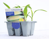 SWEETCORN - F1 EARLYBIRD 6-pack