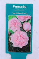 Peony Sarah Bernhardt 3-5E 3LD