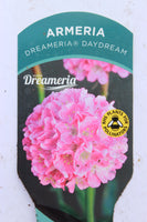 Armeria Dreameria Daydream 2L