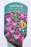 Digitalis Dalmation Purple 3L
