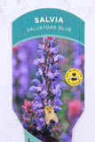 Salvia Salvatore Blue 2L