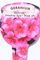 Geranium Sunrise Smokey Eye Pink Plug