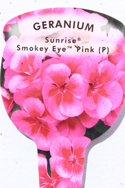 Geranium Sunrise Smokey Eye Pink 13cm Pot