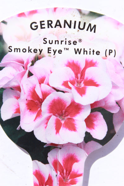 Geranium Sunrise Smokey Eye White 13cm Pot