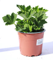 Geranium Regal Aristo Schoko 13cm Pot