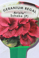 Geranium Regal Aristo Schoko 13cm Pot