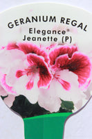 Geranium Regal Elegance Jeanette 13cm Pot