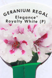 Geranium Regal Elegance Royalty White 13cm Pot