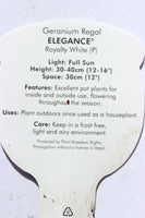 Geranium Regal Elegance Royalty White 13cm Pot