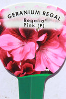 Geranium Regal Regalia Pink 13cm Pot