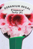 Geranium Regal Elegance Tony 13cm Pot