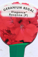 Geranium Regal Elegance Rosanna 13cm Pot