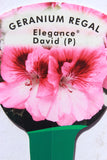 Geranium Regal Elegance David 13cm Pot