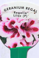 Geranium Regal Regalia Lilac 13cm Pot