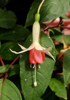Fuchsia Jennifer Anne (Patio) 10.5cm (Upright)