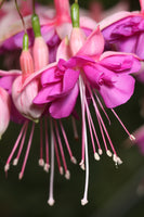 Fuchsia Lady Beth 10.5cm (Trailing)