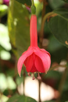 Fuchsia Lady Dorothy 10.5cm (Upright)