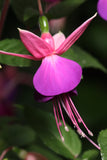 Fuchsia Lambada (Patio) 10.5cm (Upright)