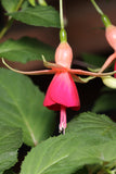 Fuchsia Laura Plug (Upright)
