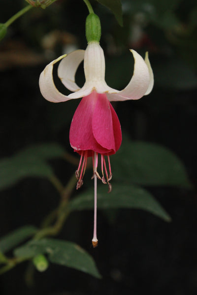 Fuchsia Lilac Princess Plug (Upright)