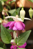 Fuchsia Lilian Annetts 10.5cm (Upright)