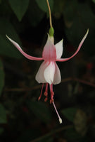 Fuchsia Little Tony Plug (Upright)