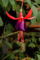 Fuchsia Liza (Patio) 10.5cm (Upright)