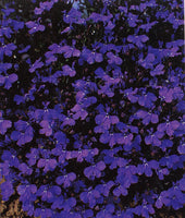 Lobelia Crystal Palace (Upright) 12-Pack