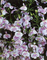 Lobelia Fountain Lilac (Trailing) 12-Pack