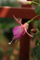 Fuchsia Loves Reward (Patio) 10.5cm (Upright)